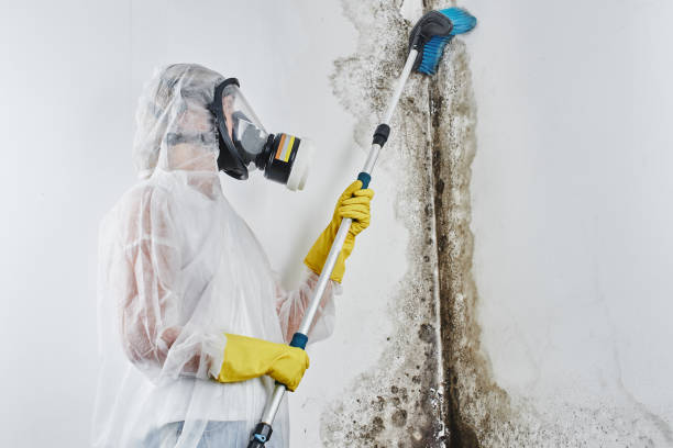 Best Black Mold Removal  in Conrad, MT