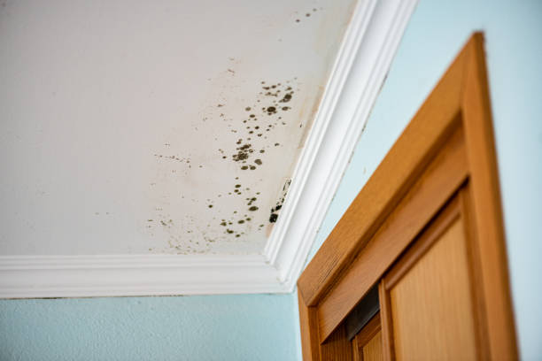 Best Residential Mold Removal  in Conrad, MT