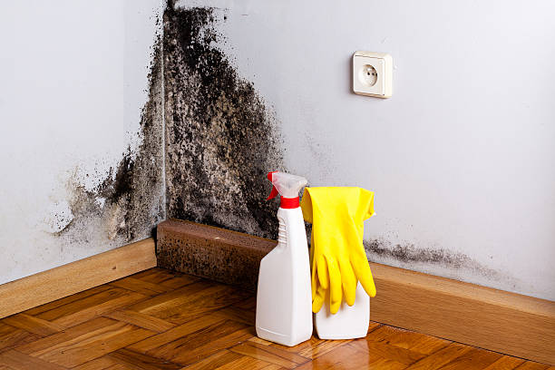 Best Affordable Mold Removal  in Conrad, MT